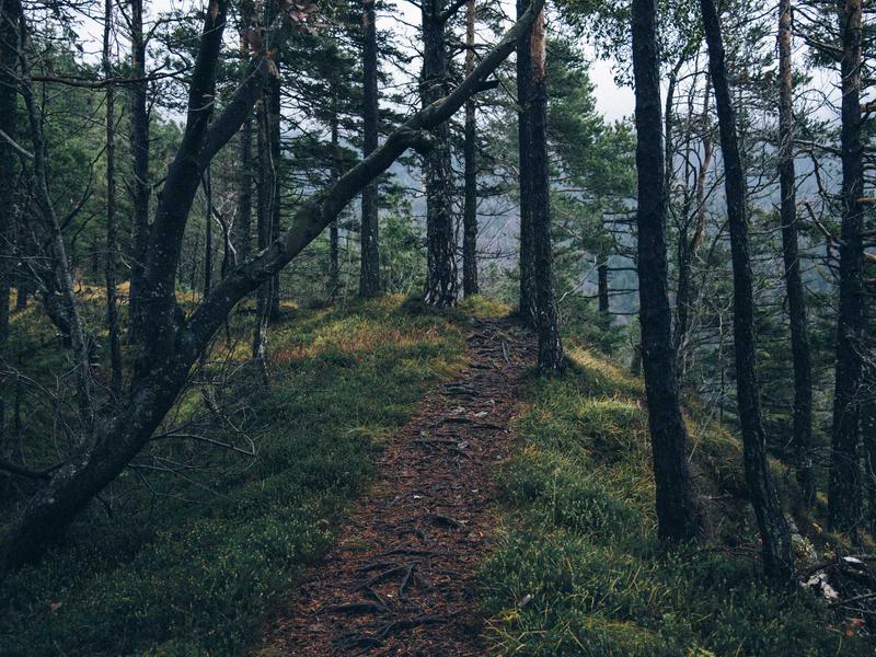 黑帽极客<br>SEO 外链建设与霸屏工具号